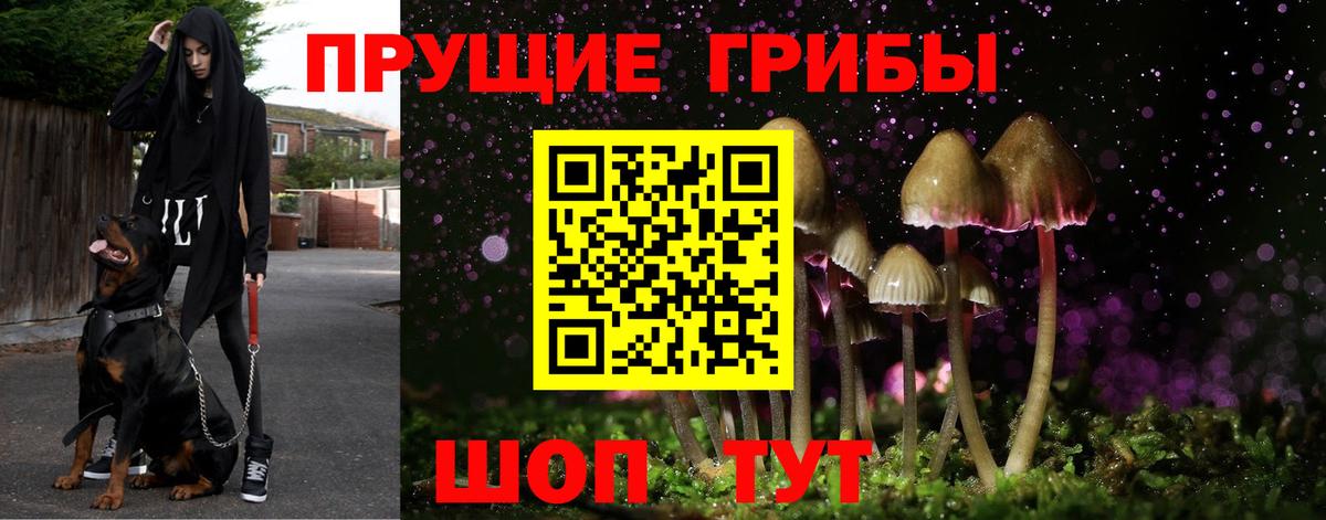 Галлюциногенные грибы Psilocybe Крымск